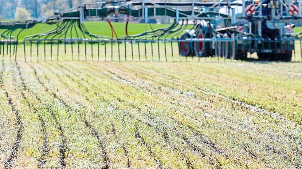 Das Urteil des Oberverwaltungsgerichts Lüneburg bestätigt, was viele Landwirte schon lange vermutet haben: „Die Ausweisung der ‚roten Gebiete‘ basierte auf einer fehlerhaften Methodik“, wie der Osnabrücker Kreisbauernchef Dirk Westrup feststellt. Foto: Michael Gründel