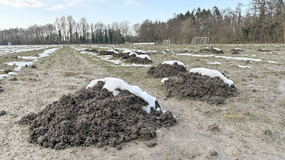 Maulwurfshügel an Maulwurfshügel und kein Rasen: An Fußball spielen ist auf dem B-Platz des Sportzentrums in Upgant-Schott noch lange nicht zu denken. Foto: privat