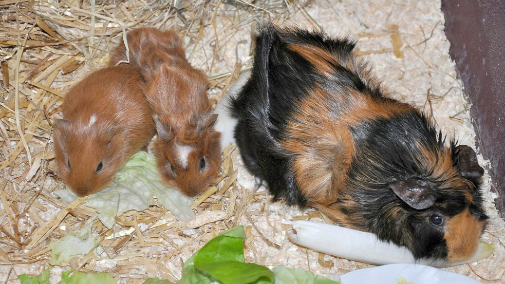 Hunderte Meerschweine holten die Amtsveterinäre im Jahr 2024 aus einem einzigen Haushalt in der Wesermarsch. Symbolfoto: Ullrich