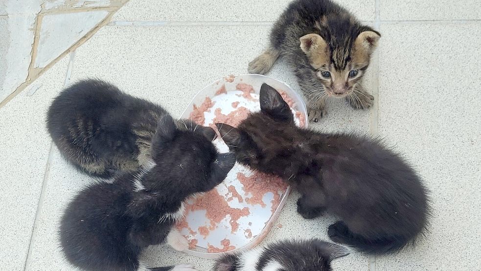 Streunende Katzen vermehren sich ungehemmt. Die wachsende Anzahl von Katzenwelpen verstopft seit Jahren zunehmend die Tierheime. Foto: Ullrich