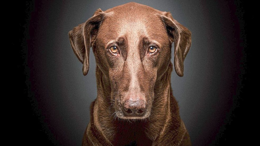 Der Hund gilt als der beste Freund des Menschen. Doch längst nicht jeder Mensch ist auch der beste Freund des Hundes. Symbolfoto: Pixabay