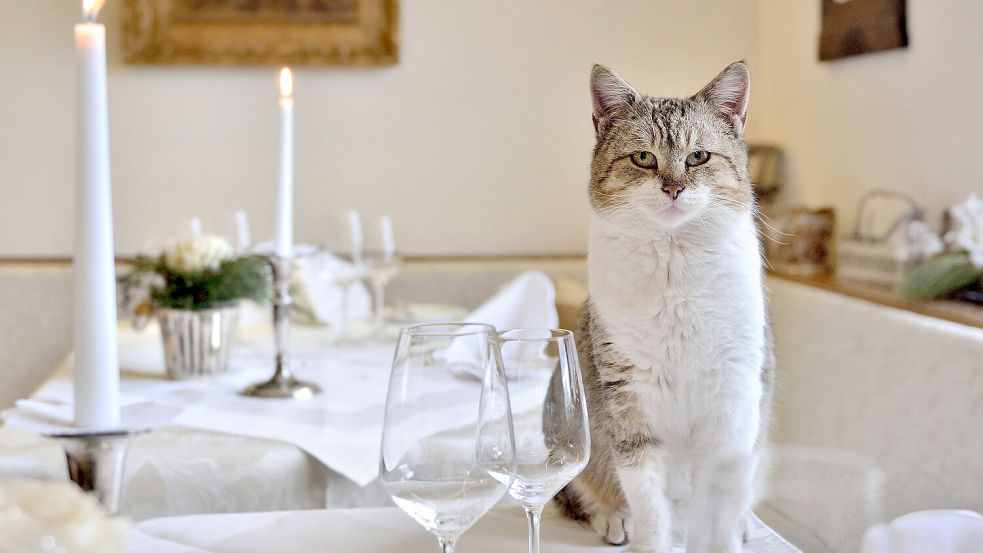 Katzen mögen ihn überhaupt nicht, den Katzentisch. Woher kommt dann die Redewendung? Foto: imago images/Martin Bäuml Fotodesign