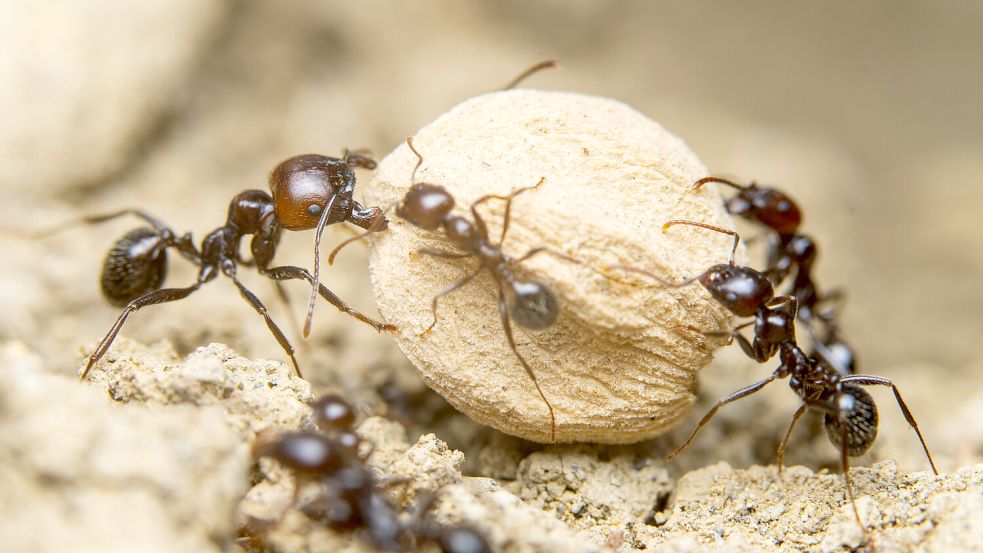 Ameisen sollen im Team besser arbeiten als wir Menschen. Forscher sprechen von einer „kollektiven Intelligenz“ der Tiere. Foto: IMAGO/Fran Alfonseca