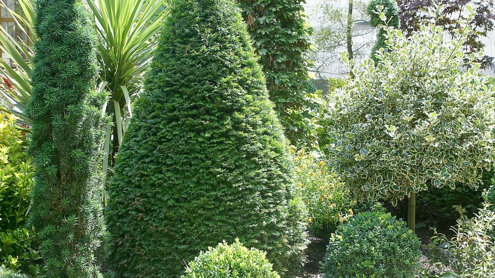 Immergrüne Gehölze können vielseitig eingesetzt werden in der Gartengestaltung. Sie geben einem Grundstück Struktur und Sichtschutz. Lange waren sie als Mobiliar in die Jahre gekommener Gärten verpönt. Das ändert sich gerade. Foto: Imago/Blickwinkel