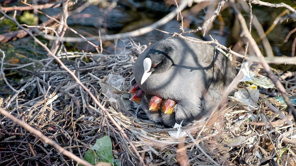 Auch in Deutschland nutzen Blässhühner oft Müll für ihre Nester. In Amsterdam wurden nun Nestbauten untersucht. (Archivbild) Foto: Sina Schuldt/dpa