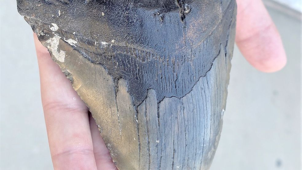 Wegen ähnlich gezackter Zähne wurde lange angenommen, dass sich Megalodon und Weißer Hai stark ähnelten. (Archivbild) Foto: Douglas Long/Phillip Sternes/dpa