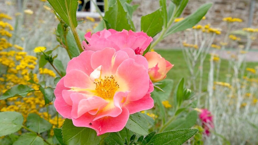 Kräftig Rosa mit leuchtend gelber Mitte: Herzogin Friederike macht strahlend auf sich aufmerksam inmitten eines Staudenbeetes. Foto: Julia Kuhlmann
