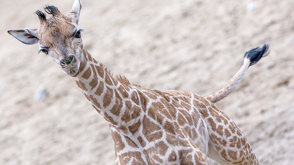 Giraffen-Bulle Mojo erkundete erstmals das Außengehege des Schweriner Zoos. Foto: Jens Büttner/dpa