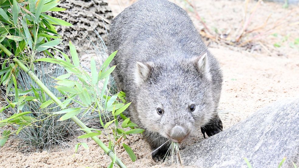 Das Wombat-Baby könnte bei der Aktion verletzt worden sein. (Symbolbild) Foto: Franziska Kraufmann/dpa