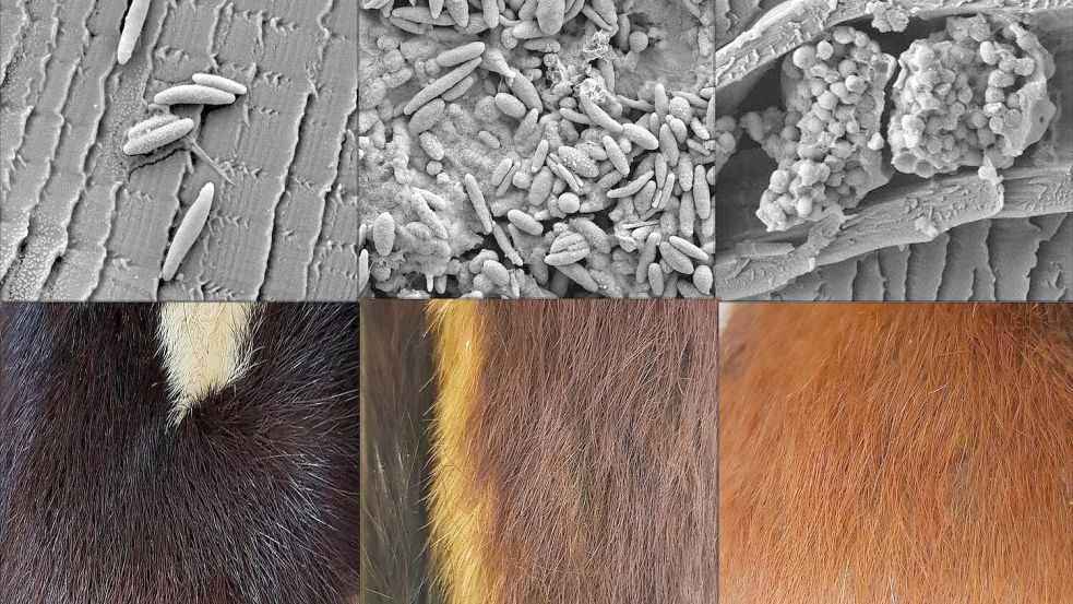 Verschieden geformte Pigmentkörperchen (oben) stehen im Zusammenhang verschiedenen Fellfarben (unten). Foto: Liliana D’Alba/-/dpa