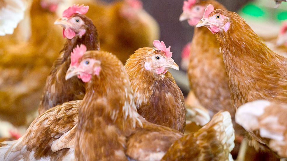 In den USA wurden zahlreiche Legehennen gekeult, um die Vogelgrippe einzudämmen. (Archivbild) Foto: Julian Stratenschulte/dpa