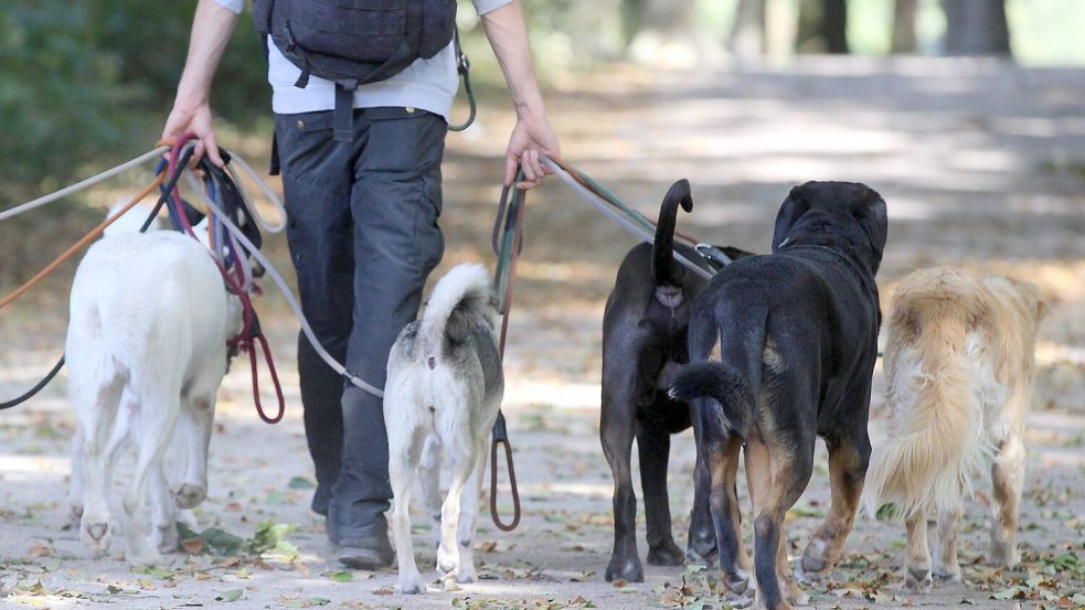 Wer sich einen Hund anschafft, muss mit einigen Kosten rechnen. Eine Abgabe, die für alle Halter fällig wird, ist die Hundesteuer. Foto: IMAGO/Deutzmann