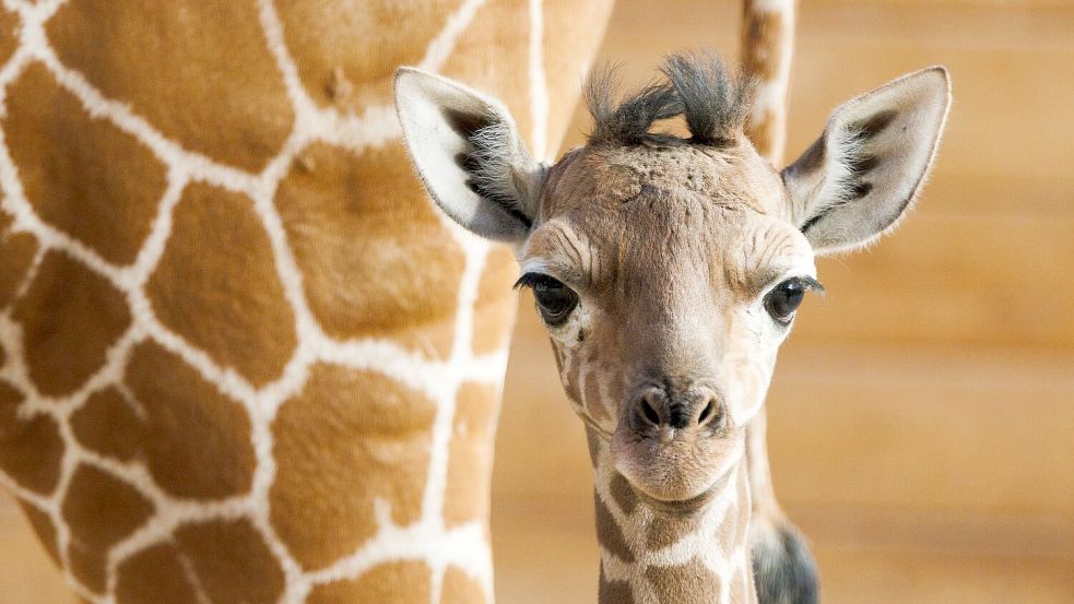 Das Giraffenjunge Kianga wurde nach seiner Geburt am 10. März nun der Öffentlichkeit vorgestellt. Foto: Lando Hass/dpa