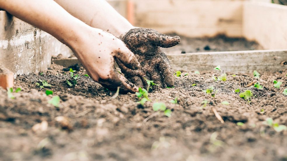Schon im März stehen im Garten die ersten Aufgaben an. Foto: Unsplash/Sandie Clarke