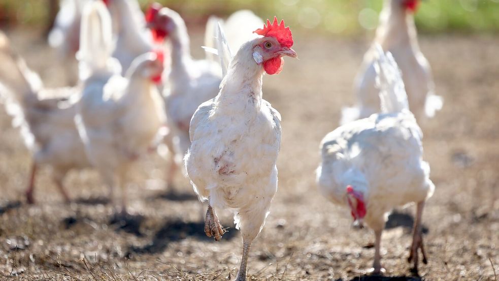 Wegen der Vogelgrippe mussten zuletzt zahleiche Legehennen getötet werden. (Archivbild) Foto: Karl-Josef Hildenbrand/dpa