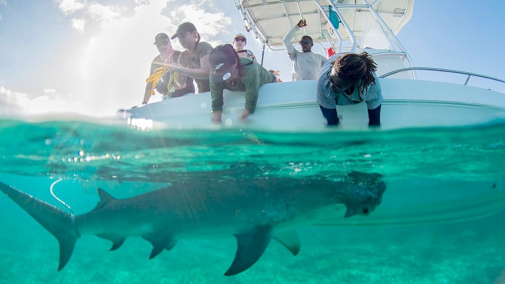 In den Gewässern der Bahamas gibt es für die Tiere reichlich Beute. Foto: Gabby Lozada/eurekaalert.org/dpa