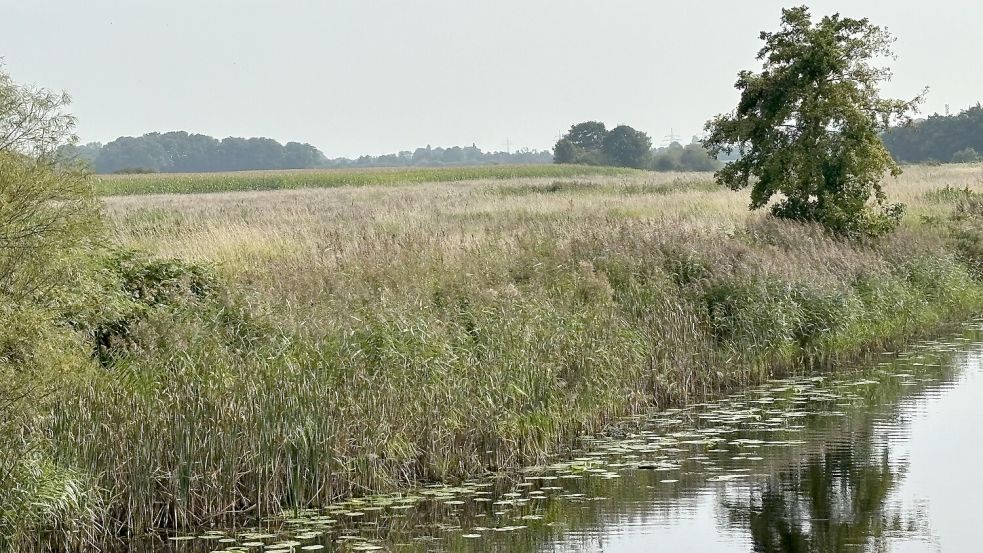 Wasser, Wiesen, Wald – die Flächen in Leegland sind ein Stück naturbelassener Raum in Norden. Foto: Rebecca Kresse