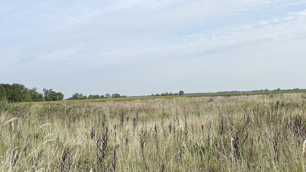 Die unberührten Wiesen und Tümpel im Feuchtgebiet Leegland bieten vielen Tieren ein Zuhause und nehmen bei starken Regenfällen viel Wasser auf. Foto: Rebecca Kresse