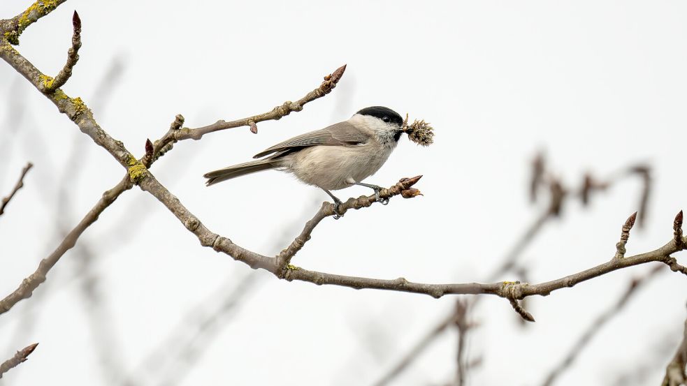 Die Vögel finden wieder Nahrung, doch die Temperaturen steigen noch nicht, wie erhofft. Foto: dpa/Silas Stein