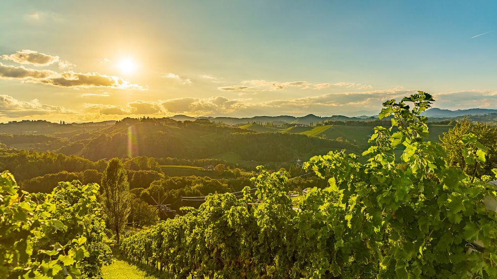 Krisenstimmung bei vielen europäischen Weinbauern. Foto: IMAGO/Zoonar