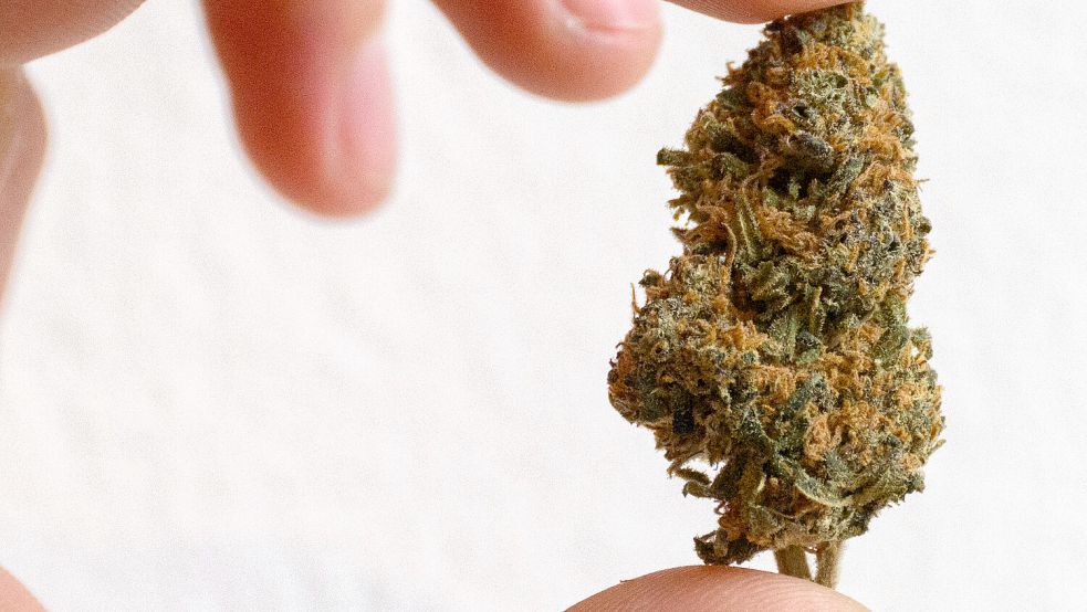 Ein Mann hält eine Cannabisblüte zwischen Daumen und Finger. Foto: DPA