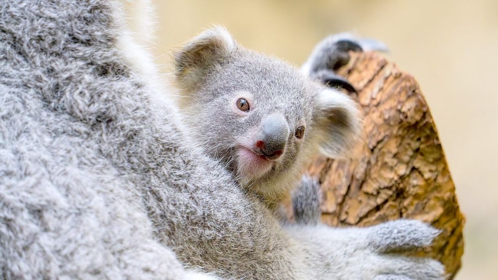 Der Duisburger Zoo ist bekannt für seine Koala-Haltung. Foto: Mathias Appel/Zoo Duisburg/dpa