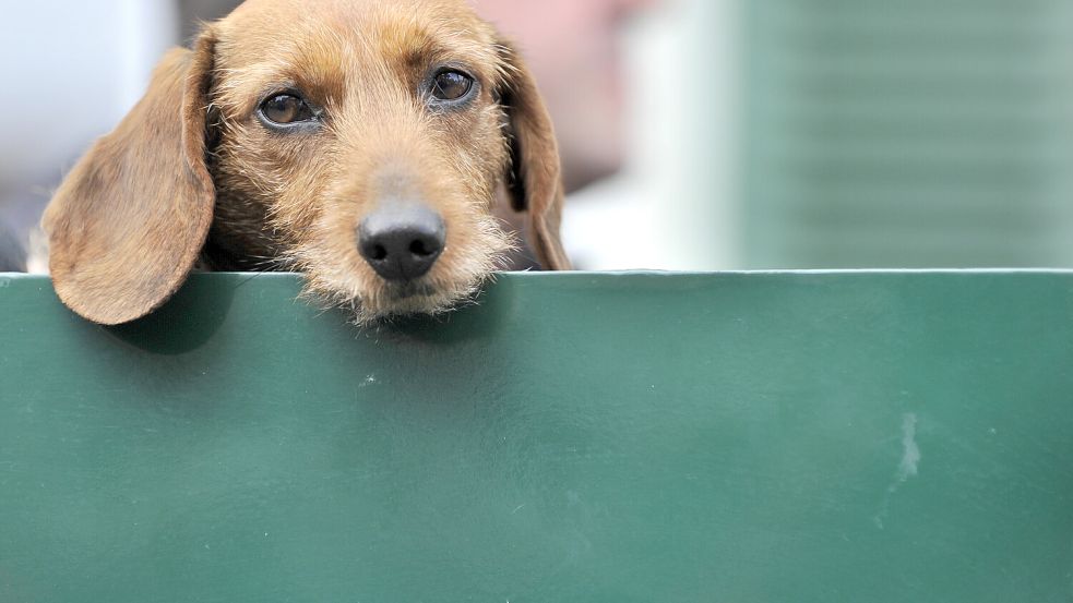 Das Land Niedersachsen schreibt bereits seit Juli 2013 vor, dass Hundebesitzer einen Sachkundenachweis erbringen müssen. Foto: dpa/Boris Roessler