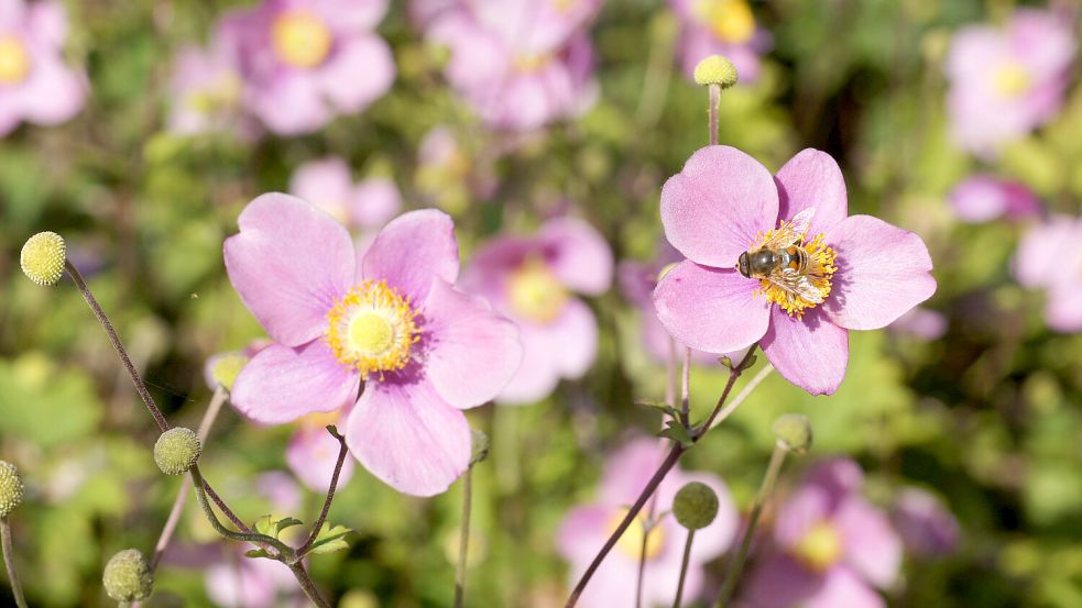 Storchschnabel und Steppensalbei sind zwei robuste, pflegeleichte Stauden, die garantiert gedeihen. Foto: Imago/Zoonar.com/Peter Himmelhuber
