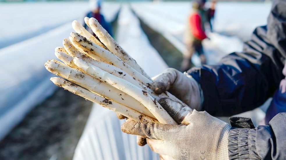 Die ersten Stangen Spargel sind in dieser Saison längst gestochen. Foto: Uwe Anspach/dpa