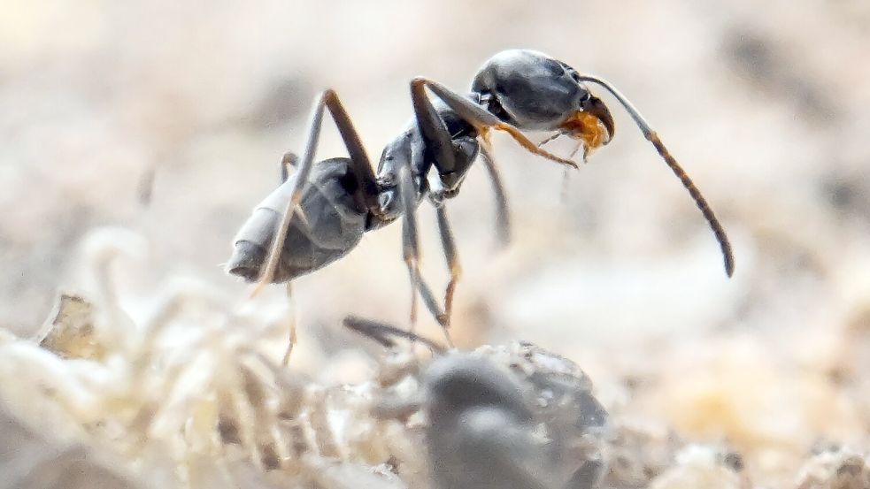 Die Ameisen sind nur weniger Millimeter groß. (Archivbild) Foto: Uli Deck/dpa