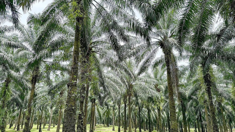 In Indonesien werden riesige Waldgebiete wegen des weltweiten Palmöl-Booms abgeholzt. Foto: Carola Frentzen/dpa