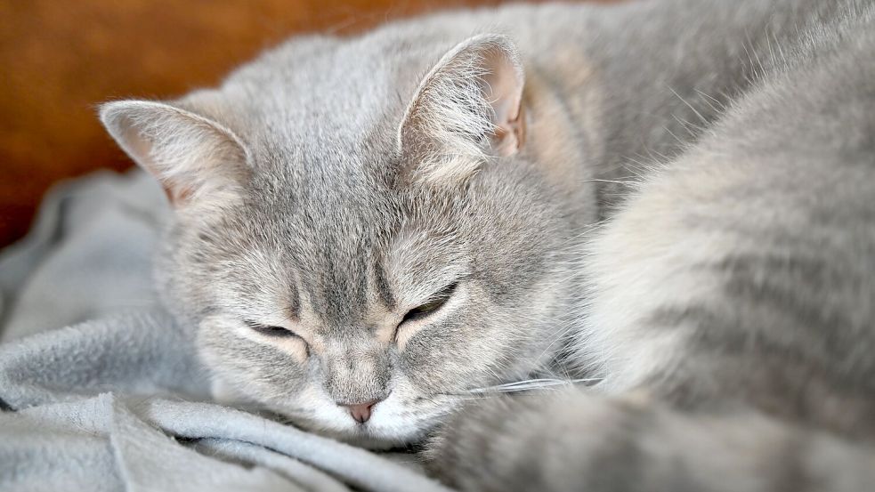 Katzen sind nach wie vor das beliebteste Haustier in Deutschland. (Archivbild) Foto: Helena Dolderer/dpa