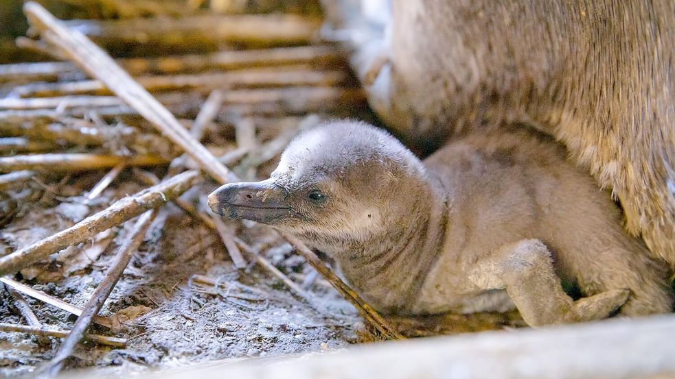 Besucher sollen den Nachwuchs voraussichtlich im Sommer sehen können. Foto: Anke Neumeister/Deutsches Meeresmuseum/dpa