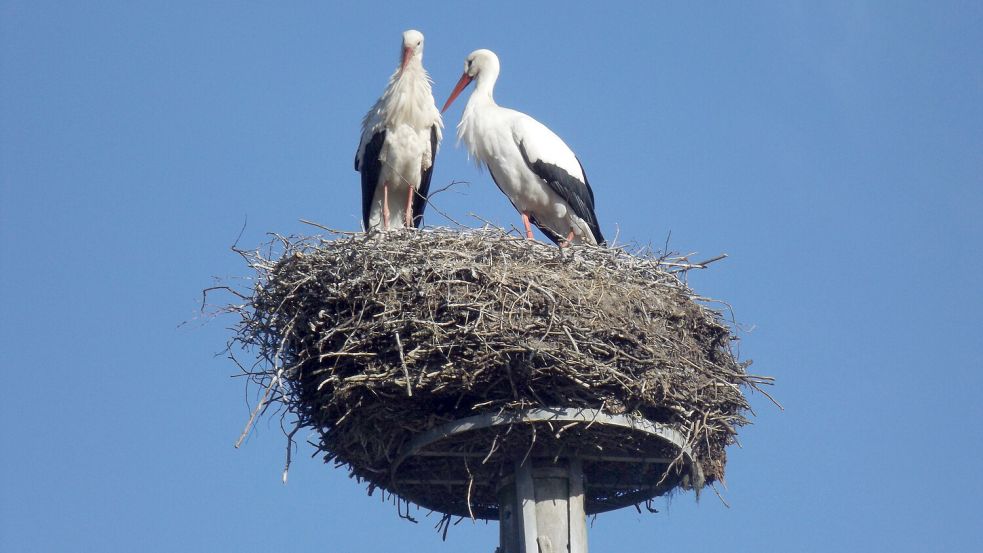 Ein Storchenpaar im „Storchendorf“ Bergenhusen in Schleswig-Holstein. Foto: NABU/F.Mohrwinkel