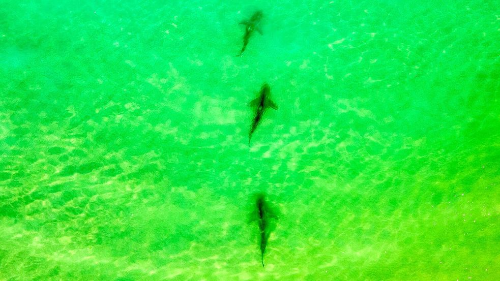 In einer Gegend im Norden Israels sammeln sich zwischen November und Mai Sandbank- und Schwarzhaie. (Archivbild) Foto: Ariel Schalit/AP/dpa