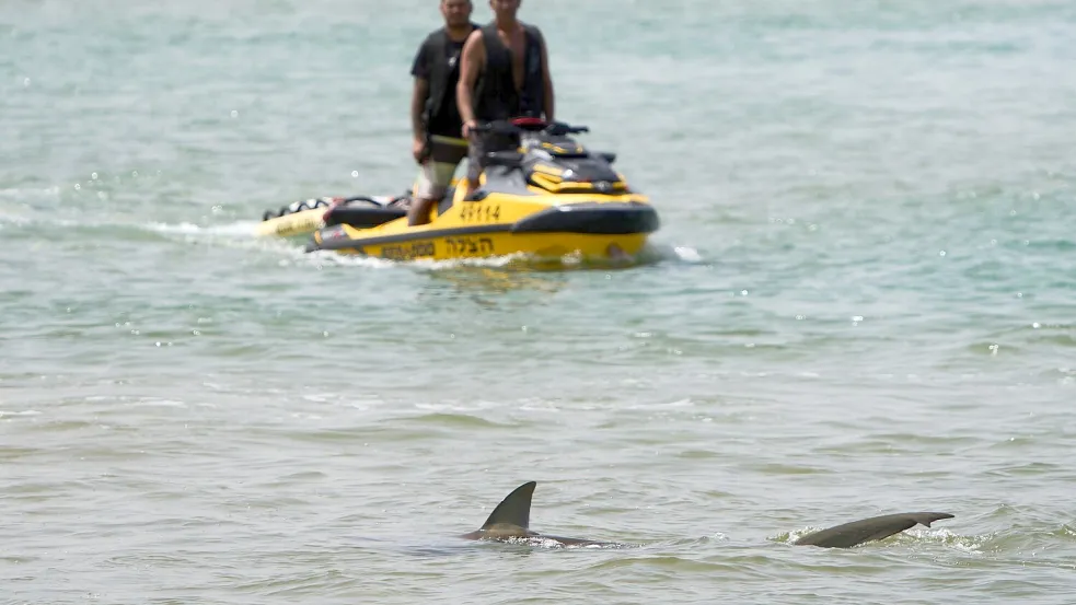 Haiangriffe sind in Israel äußerst selten. Foto: Ariel Schalit/AP/dpa