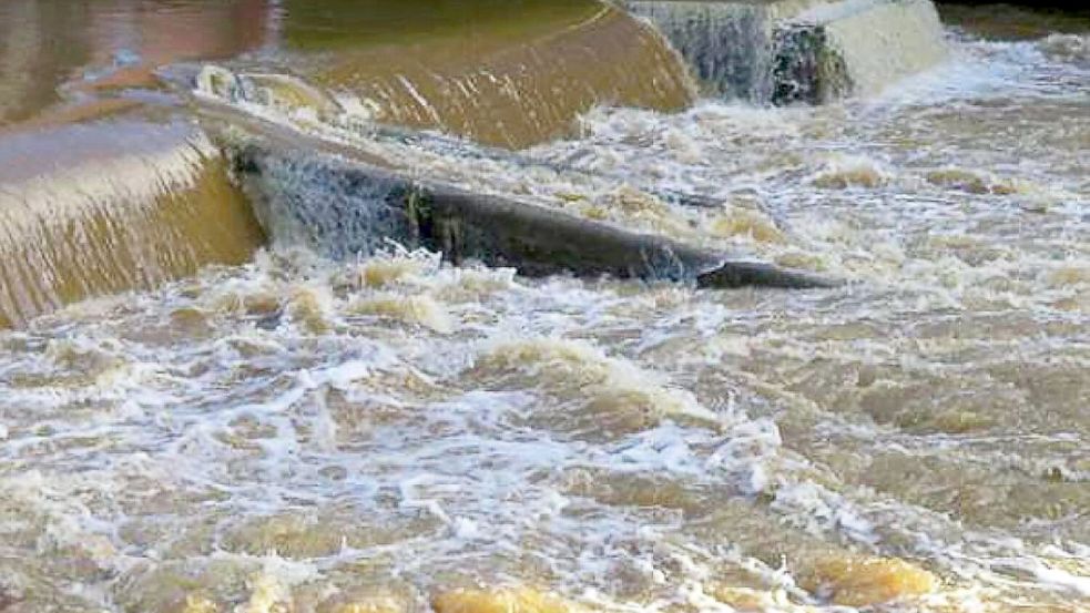 Nach einem Unglück auf dem walisischen Fluss Cleddau, bei dem 2021 vier Stand-up-Paddler starben, hat ein Gericht die Veranstalterin der Tour zu einer langen Haftstrafe verurteilt. Foto: -/Crown Prosecution Service via PA Media/dpa