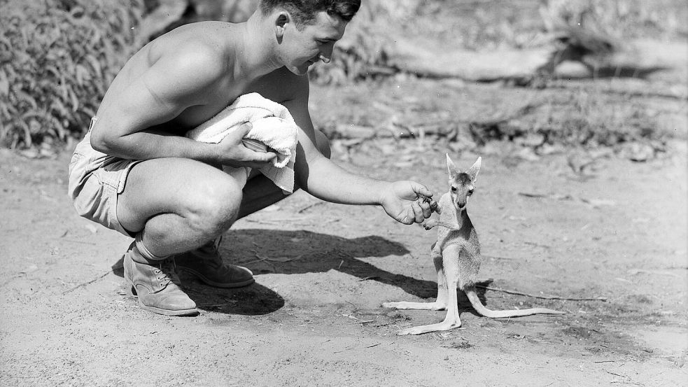 Auch nicht-australische Soldaten fanden Gefallen an ihren neuen Gefährten: Hier ein amerikanischer Soldat mit seinem Känguru im Zweiten Weltkrieg. Foto: Australian War Memorial / John Earl (Earl) McNeil / ID 013225