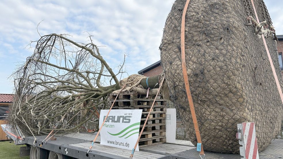 Eindrucksvolles Ausstellungsstück: Die Baumschule Bruns aus Bad Zwischenahn zeigte, wie das Verhältnis zwischen Ballen und Krone aussieht. Foto: Karin Böhmer