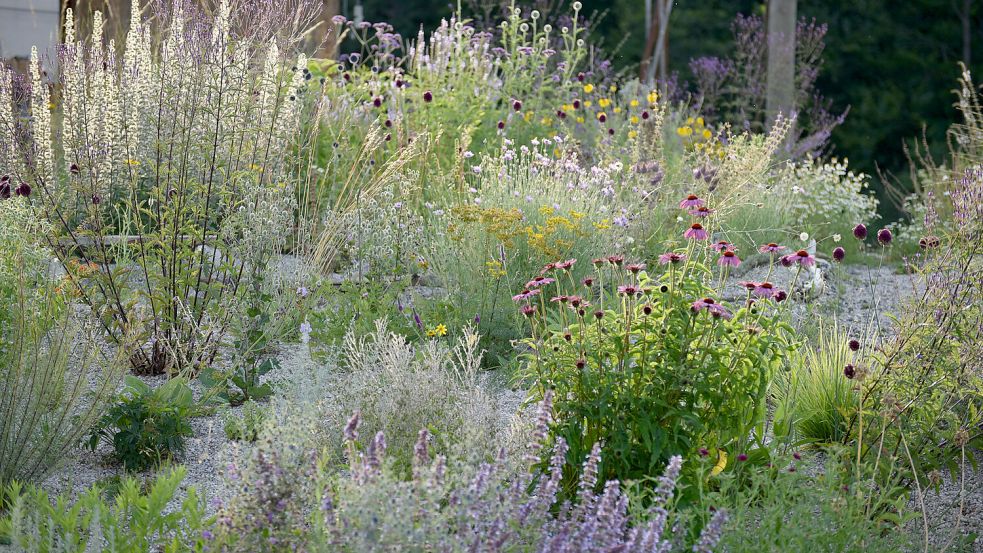 Im mildem Licht: Die schräg stehende Sonne setzt diesen Südhang und die Farben und Formen der Staudenwiese in Szene. Hier profitieren unter anderem Sonnenhut (Echinacea), Italienischer Natternkopf (Echium italicum), Katzenminze (Nepeta), Lanzen-Eisenkraut (Verbena hastata) und Mannstreu (Eryngium) vom Streiflicht. Foto: GMH/Katrin Lugerbauer