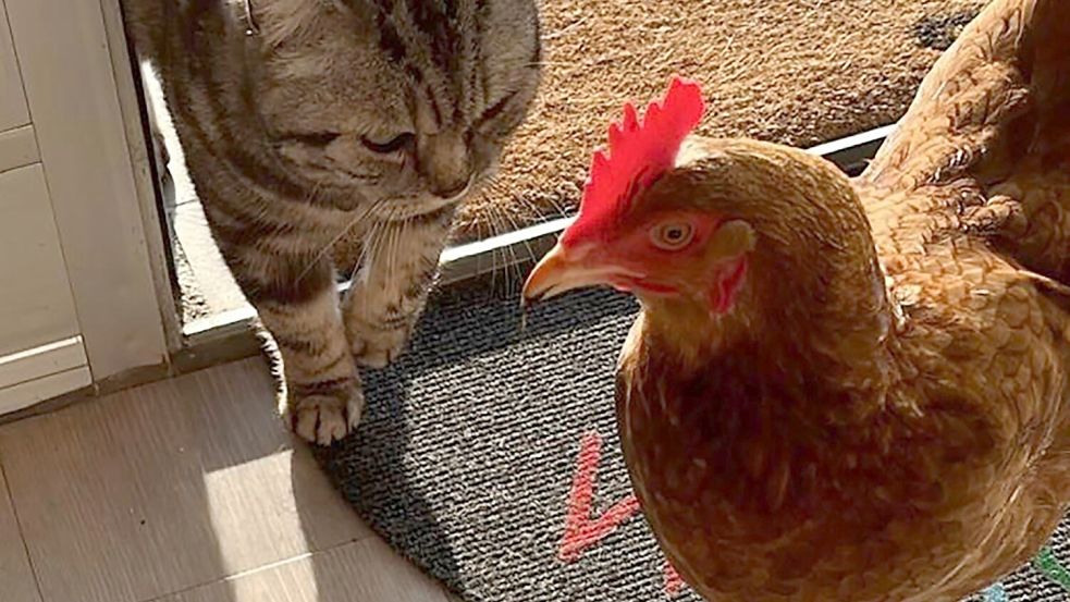 März: Freundschaft kennt keine Grenzen - dieses tierische Leserfoto wurde von Hannelore Debelts aus Aurich aufgenommen.