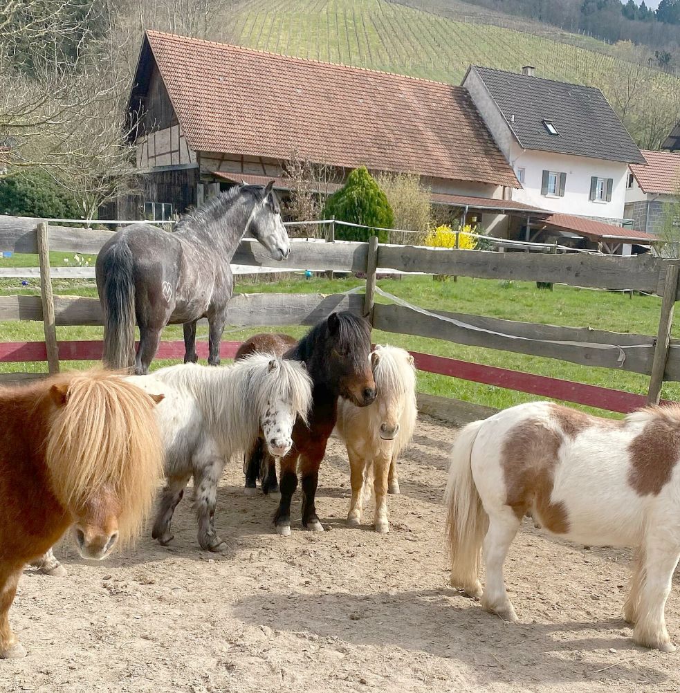 Aktuell befinden sich die 16 Pferde und Ponys noch in einem Stall beim Schwarzwald.