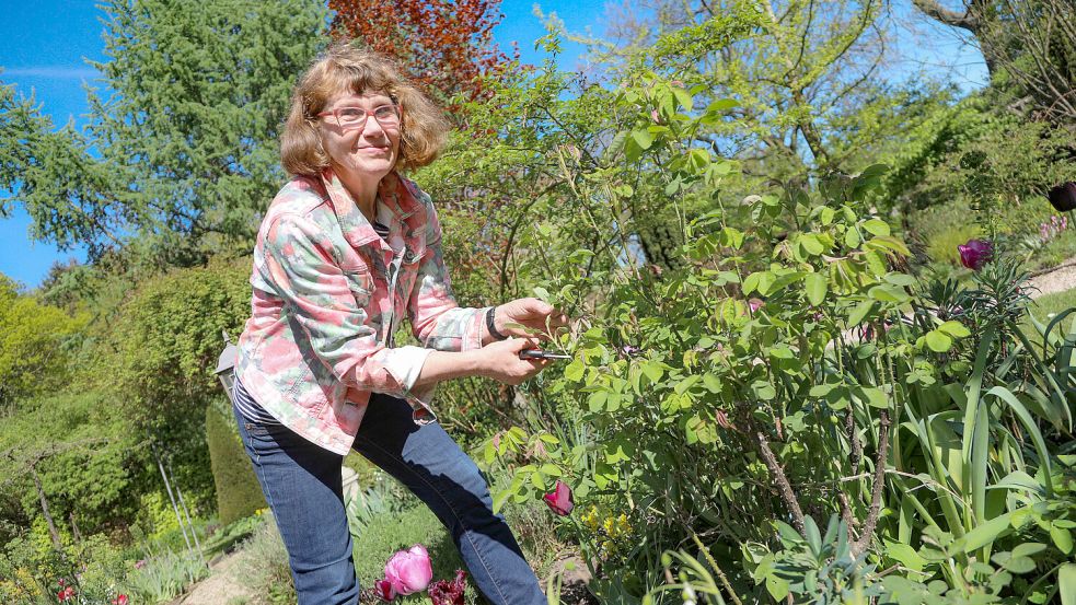 Brigitte Knospe-Carstens rät zu einem regelmäßigen Rückschnitt der Rosen. Foto: Romuald Banik
