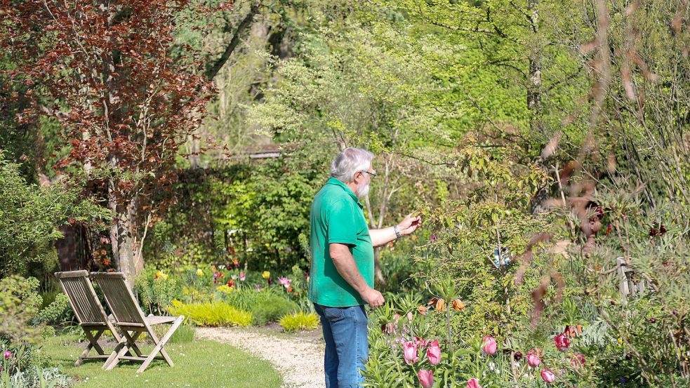 Klaus Knospe mag Rosen ebenso wie seine Frau - wenn nur der Rückschnitt der „stickeligen“ Triebe nicht wäre. Foto: Romuald Banik