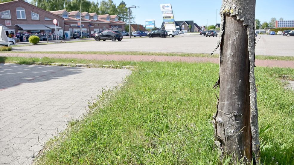 Auch ein Jahr nach dem Unfall sind die Spuren an dem Baum im Gewerbegebiet Osterupgant, gegen den das Auto prallte, noch zu erkennen. Foto: Thomas Dirks