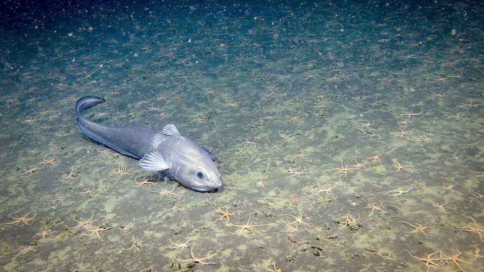 Bislang ist nur ein winziger Teil der Tiefsee erforscht. Foto: -/Ocean Discovery League/NOAA/dpa