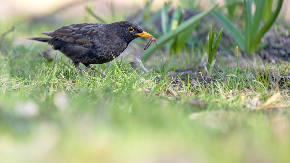 Eine Amsel jagt in einem Park nach Regenwürmern. Foto: DPA