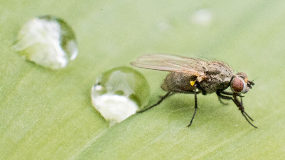 Die Stubenfliege ist nach nur 24 Stunden Trächtigkeit bereit zur Eiablage und kann bis zu 400 Eier auf einmal produzieren – ein absoluter Rekord in Sachen Effizienz. Foto: Julian Stratenschulte/dpa