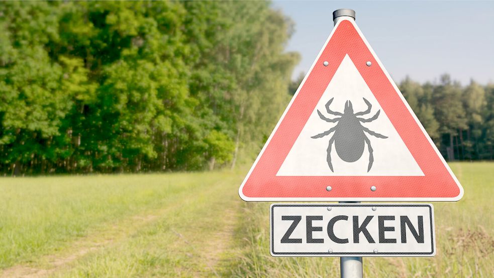 Zecken sind in Wäldern, hohem Gras und Gebüsch, aber auch auf Fußballplätzen zu finden. Foto: IMAGO / IlluPics