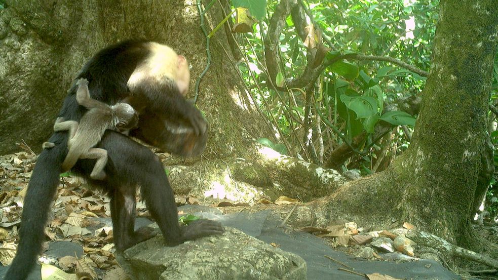 Männchen einer Kapuzineraffen-Gruppe verschleppen kleine Brüllaffen und tragen sie mit sich herum. Foto: Brendan Barrett/Max-Planck-Institut für Verhaltensbiologie/dpa